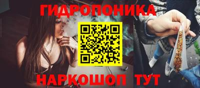 спайс Кингисепп